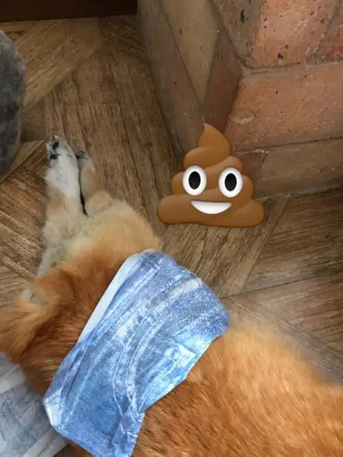 失禁不可怕可怕的是拉稀