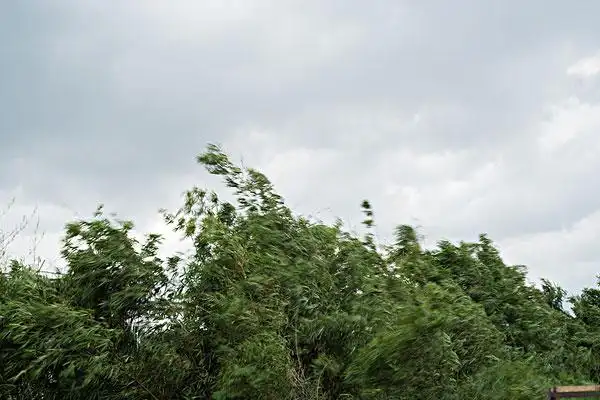 狂风中的竹子