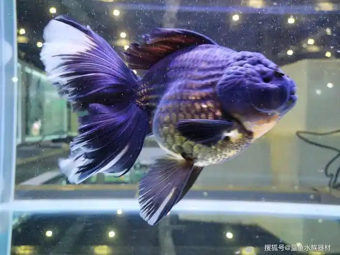 新手饲养兰寿金鱼了解一下