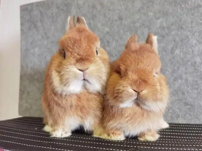 美国黄侏儒兔两父女都在换毛中
