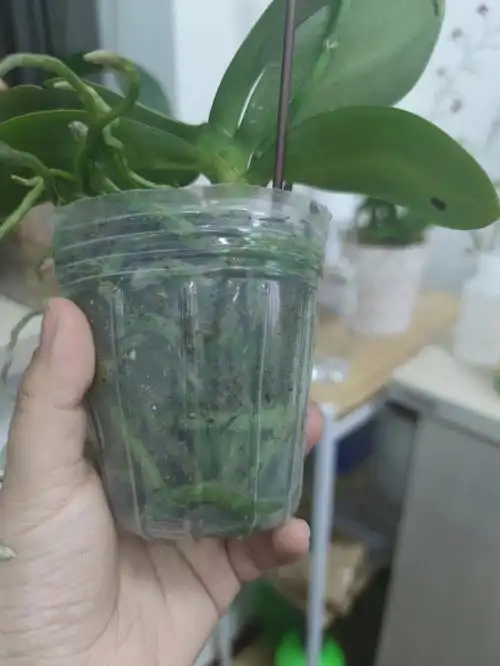 新收的爆根蝴蝶兰