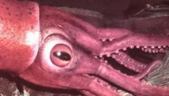 世界上最大的乌贼大王酸浆鱿20米600斤