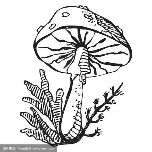 不健康的毒鹅膏蘑菇画.原始手绘单色矢量插图上的白色背景.