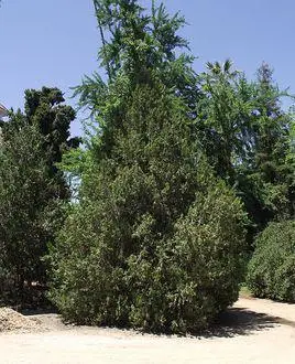 柏又名扁柏,是柏树中的一种,侧柏叶是中药的一种,可以治疗脱发