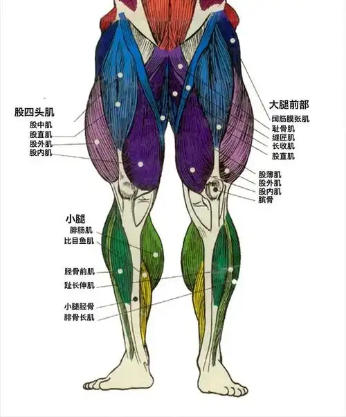 腿部肌肉图