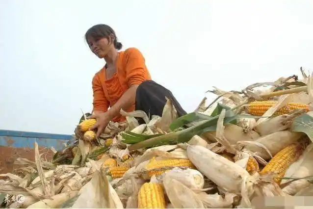 农村孕妇孕期一直干活, 临到生产被送到医院, 婆婆骂孕妇大意|孕妇|婆