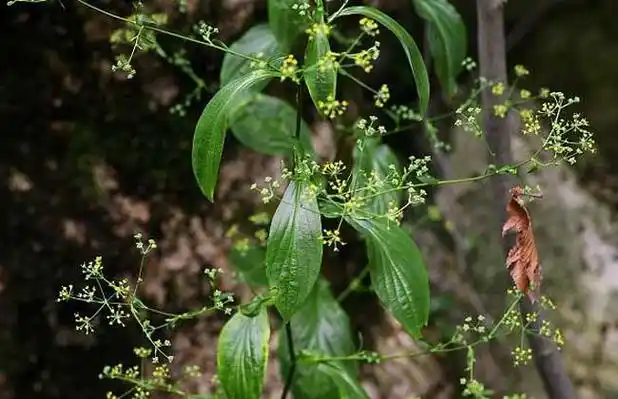 柴胡的种类及图片大全