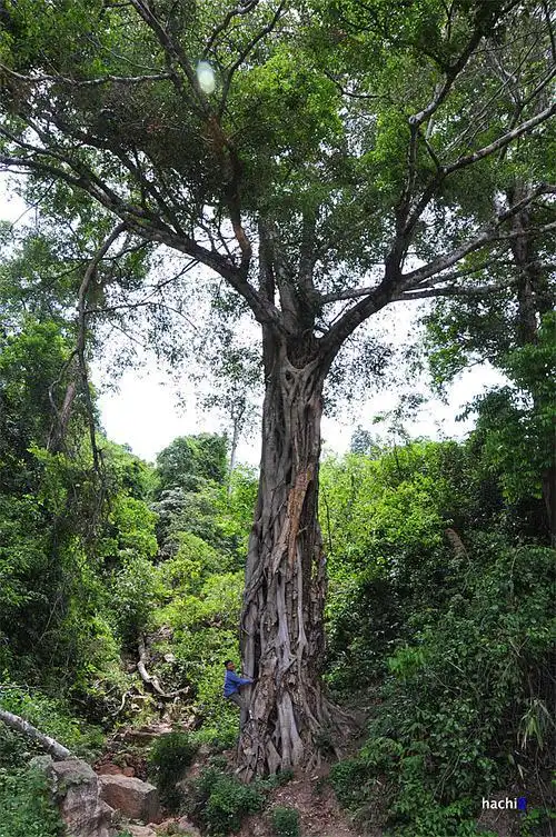 越南独具一格的佛寺