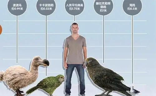 鸟类与人类身高对比 猜你喜欢 捕食者鹦鹉企鹅
