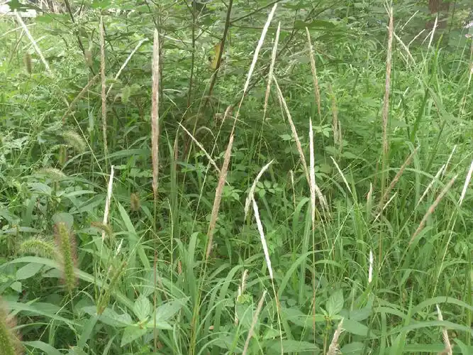 voa慢速英语(翻译 字幕 讲解):如何限制花园里的杂草