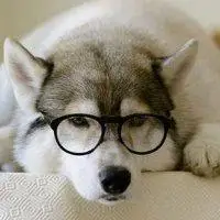 高清二哈搞笑头像点击鼠标右键下载