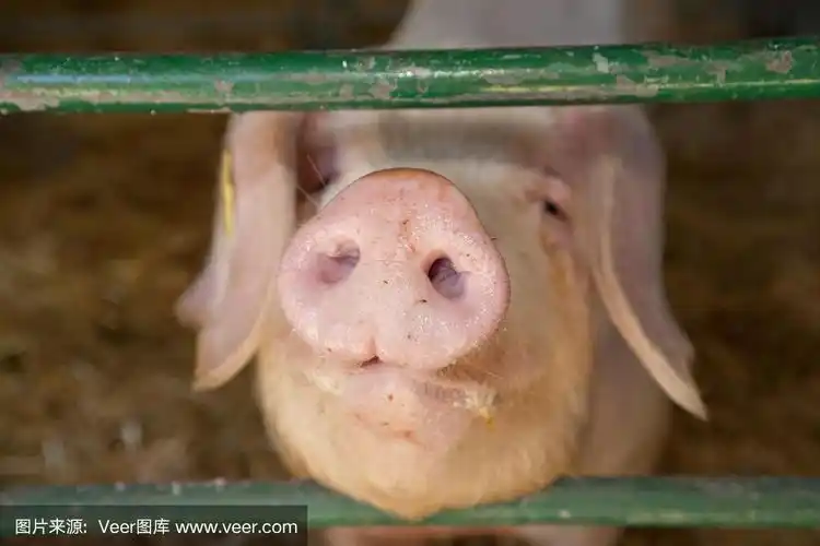 猪的鼻子
