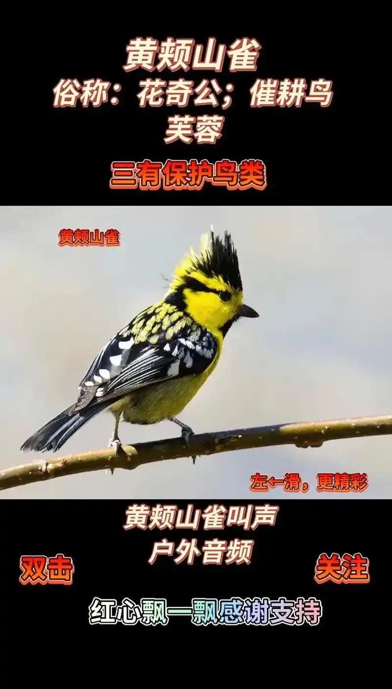 黄颊山雀.黄颊山雀(英文名:yellow-cheeked t - 抖音