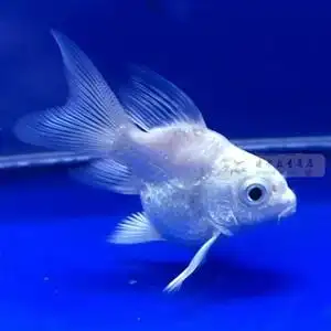 球体活体冷水鱼金鱼蝴蝶鲤观赏鱼短身大尾锦鲤鱼苗纯种贵妃鲤鱼