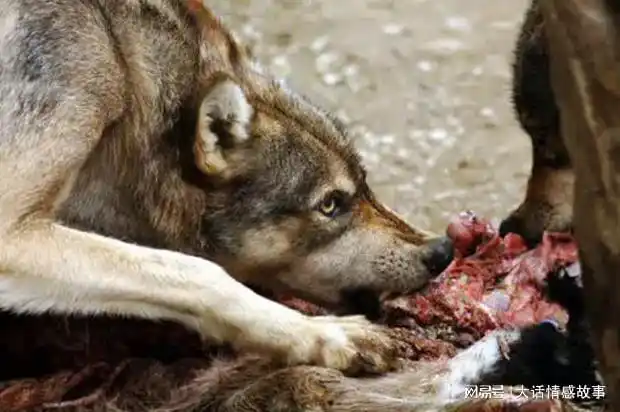 1986年新疆一牧场惊现夜月狼进场只寻找一人为报1年前救命之恩