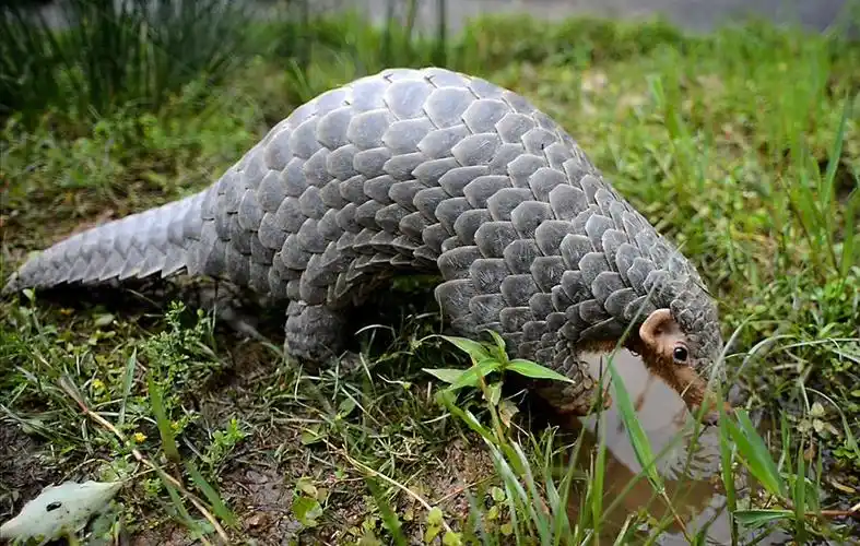 中华穿山甲,国家一级保护动物.