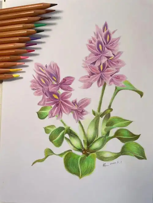 彩铅花卉  #彩铅  #彩铅画  凤眼莲