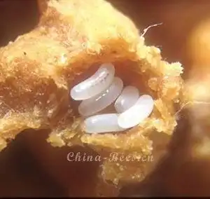 图5熊蜂卵通常,蜂王第1批产卵的数量因蜂种不同而异,一般可产4～16粒