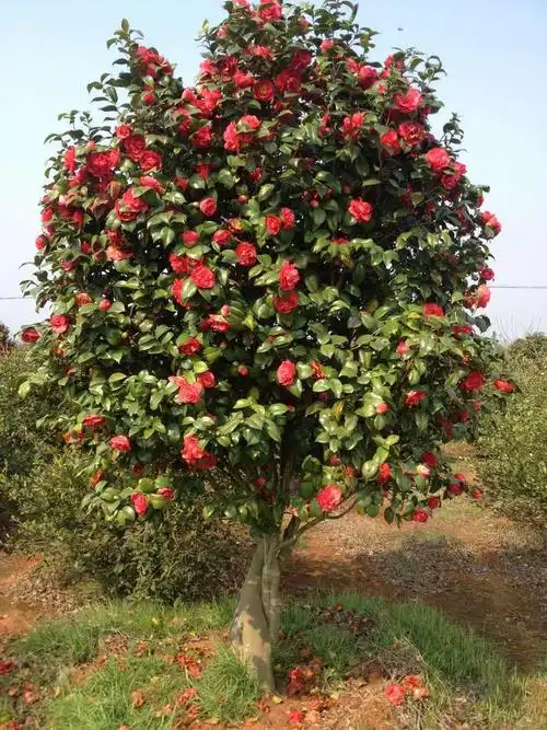 茶花树放在家里不吉利(茶花树放在家里不吉利怎么办)