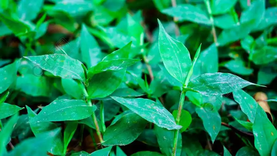 绿色小清新植物特写背景图