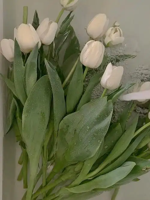 微信配绿色背景我好爱