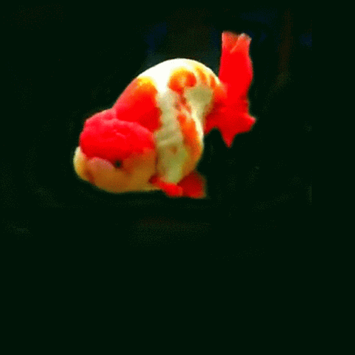 漂亮的金鱼gif表情