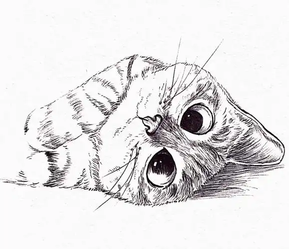 线稿小动物黑白手绘