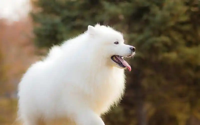 可爱美女,萨摩耶,欢脱,可爱,电脑壁纸,壁纸可爱的萨摩犬