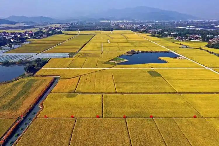 杭州余杭街道党建引领走出共富新稻路