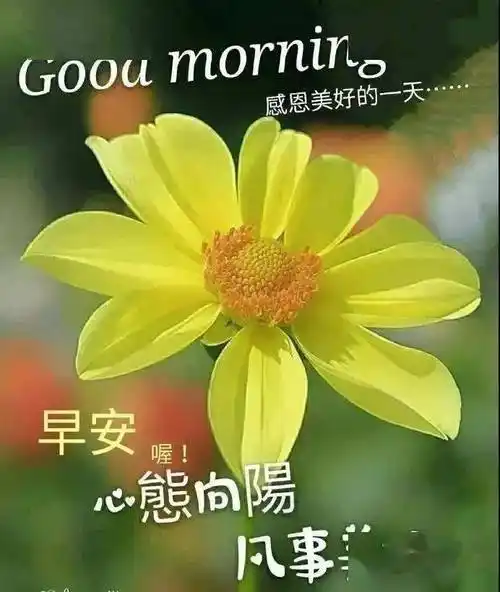 早上好表情包图片大全秋日清晨早安问候图片友谊问好语句文字