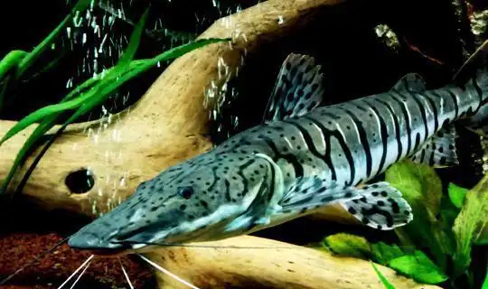 十大最美丽的大型淡水宠物观赏鱼