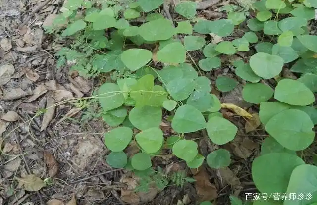 一种植物,被农民称为"金不换",用来煲汤是一绝,遇到不要错过