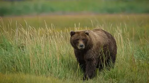 灰熊在草地上 桌布 - 1920x1080 全高清