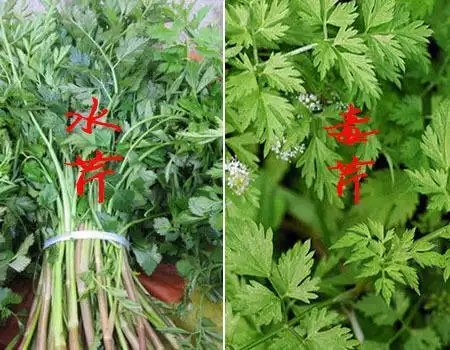 毒芹和水芹的区别图