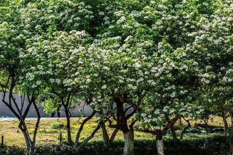 南京古林公园有一片琼花树林,每年烟花三月时,"有琼花如雪,散漫飞空里