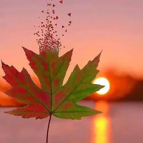 中老年头像大全超漂亮的微信风景头像太美了请您选用