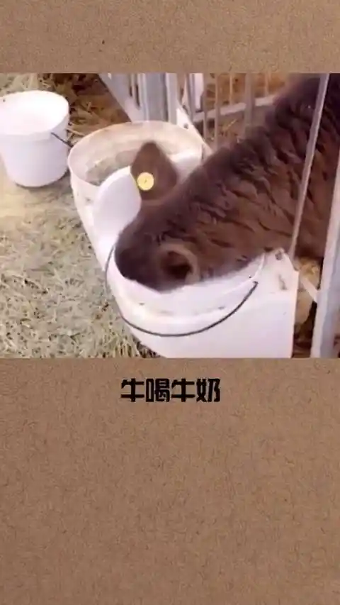 各种奇葩喝水!我不信你没笑