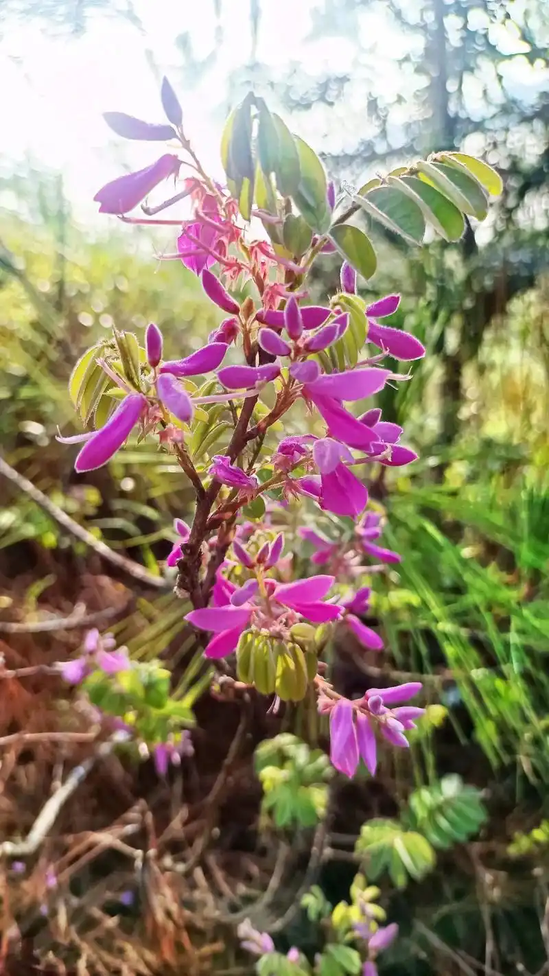 木兰.木蓝,为豆科木蓝属植物木蓝indigofera tin - 抖音