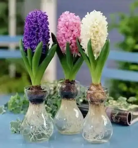 养一份水培郁金香,把春天轻松"带"回家~_上观新闻