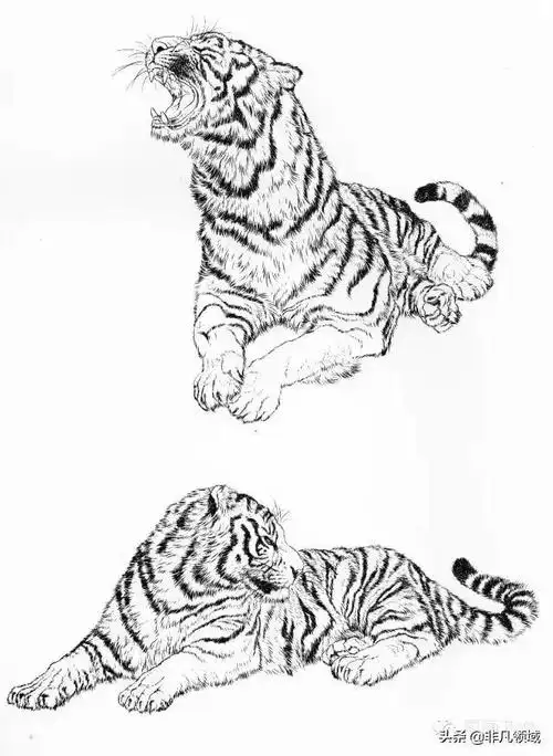 工笔线描老虎画谱步骤五:朱砂染鼻,口,赭黄染眼,藤黄加白染眼反光