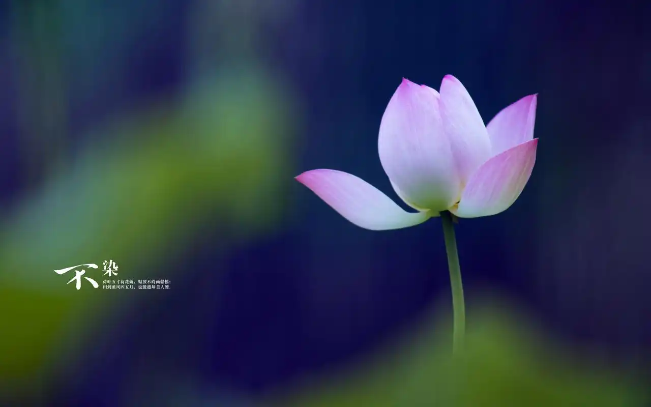 近距离摄影莲花唯美高清图片大全分享!