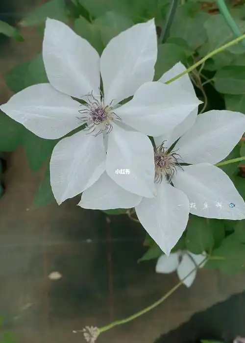 铁线莲白色单瓣