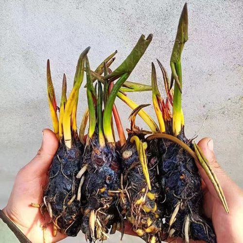 大睡莲根块池塘睡莲水培植物水生花卉荷花莲花根茎包成活带芽好养