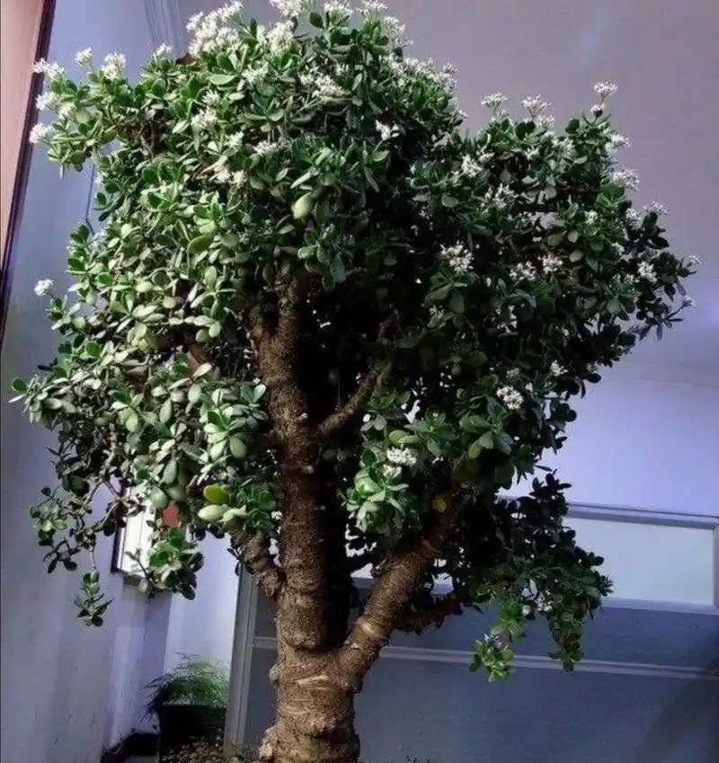 玉树养成老桩盆景,方法很简单,记住4个养护小技巧