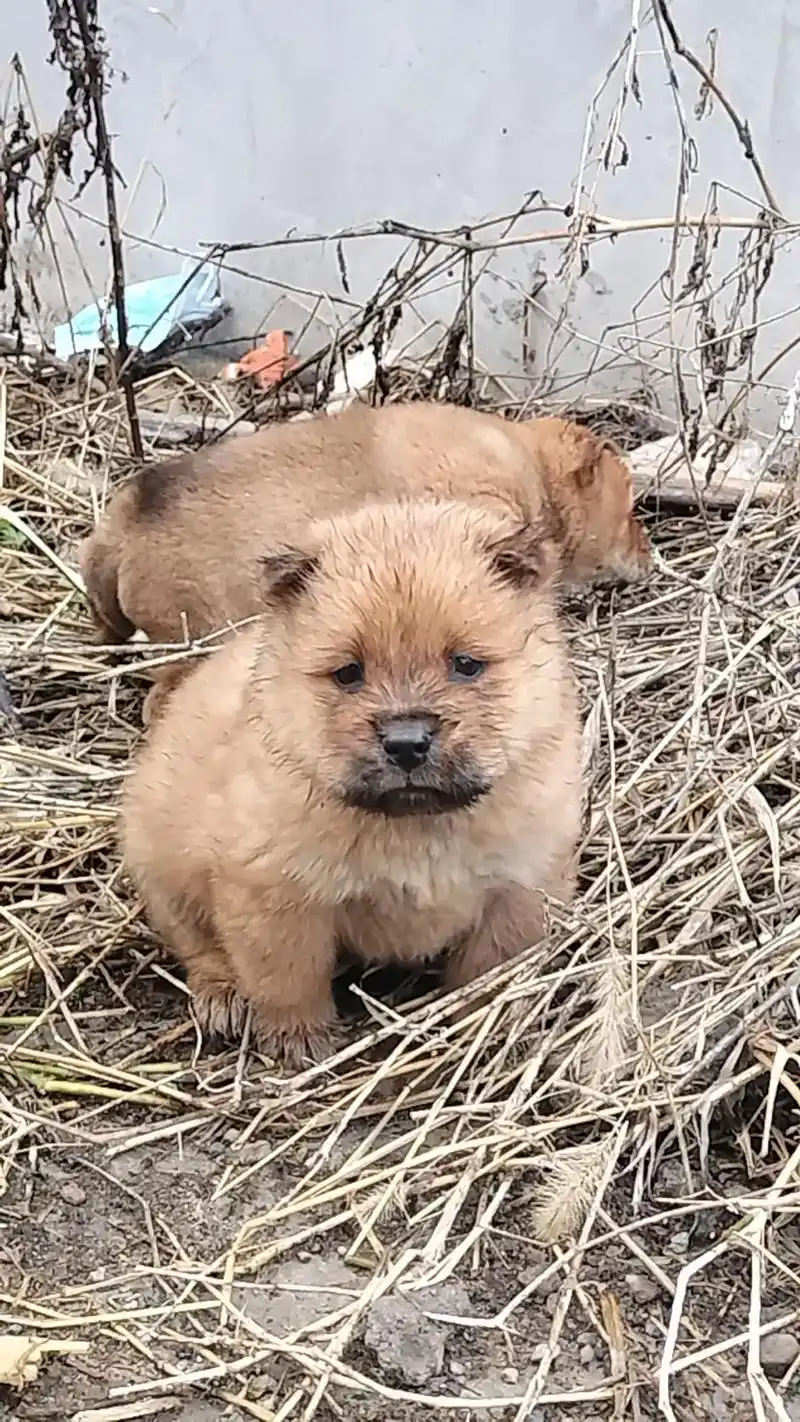 广西猎犬.广西猎犬小狗又出一窝精品 - 抖音