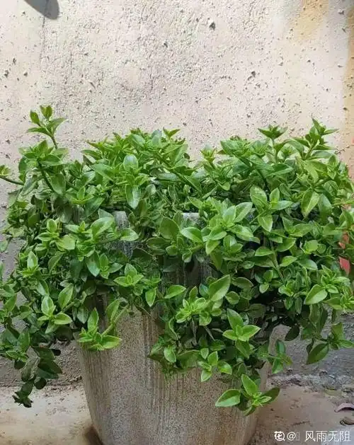 吊兰的种类最好看的吊兰品种