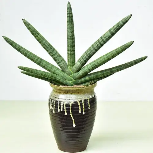 佛手兰棒叶虎皮植物稀有品种圆叶虎尾兰北欧风绿植