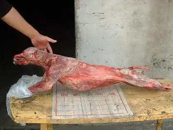 剥皮/(刮毛)白条狗