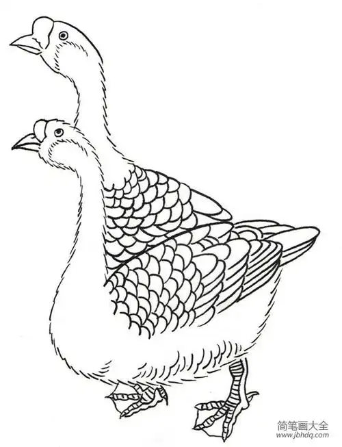 白描鹅的绘画步骤