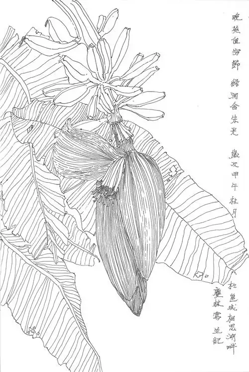 白描写生系列之南方地域花卉|纯艺术|国画|泽朴文化 - 原创作品